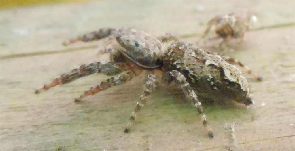 Marpissa muscosa